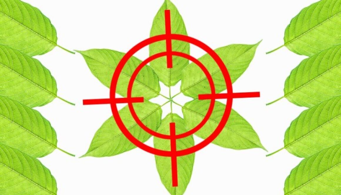 2bigstock-Mitragyna-Speciosa-159262064-768x513