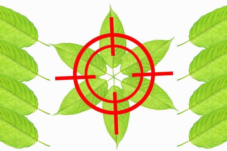 2bigstock-Mitragyna-Speciosa-159262064-768x513 2bigstock-Mitragyna-Speciosa-159262064-768x513