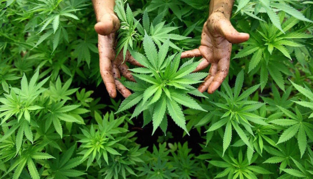 Cannabis-Plant