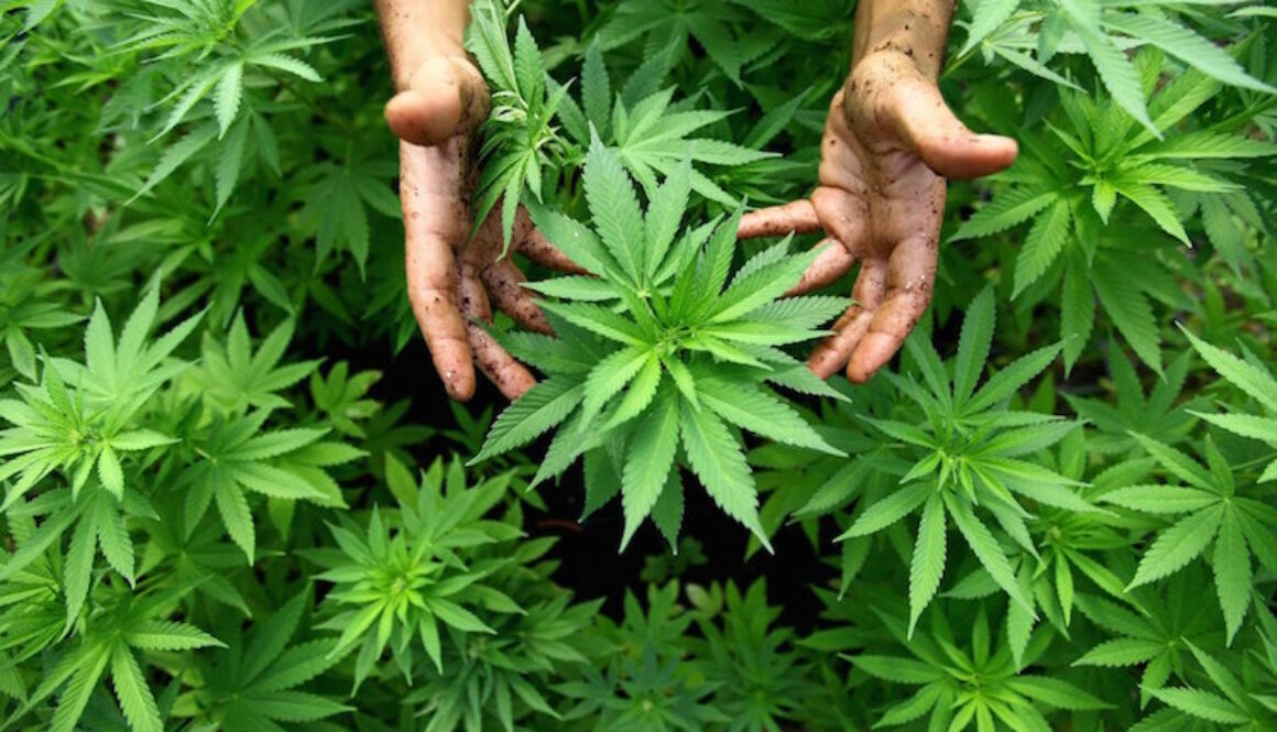 Cannabis-Plant