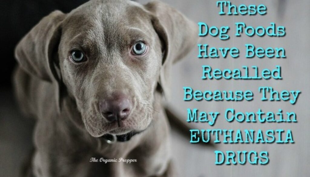 These-Dog-Foods-Have-Been-Recalled-for-EUTHANASIA-DRUGS-600x400