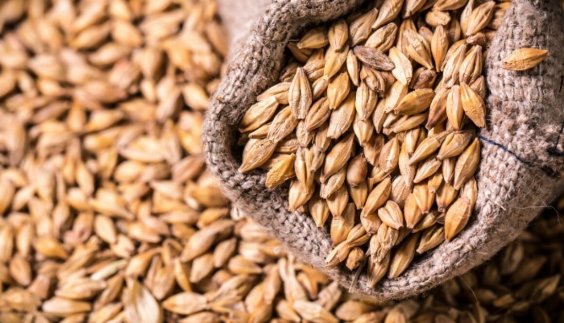 barley and hops on wooden table , beer