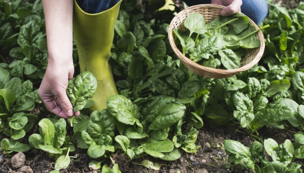 Picking spinach in a home garden. Bio spanach.
