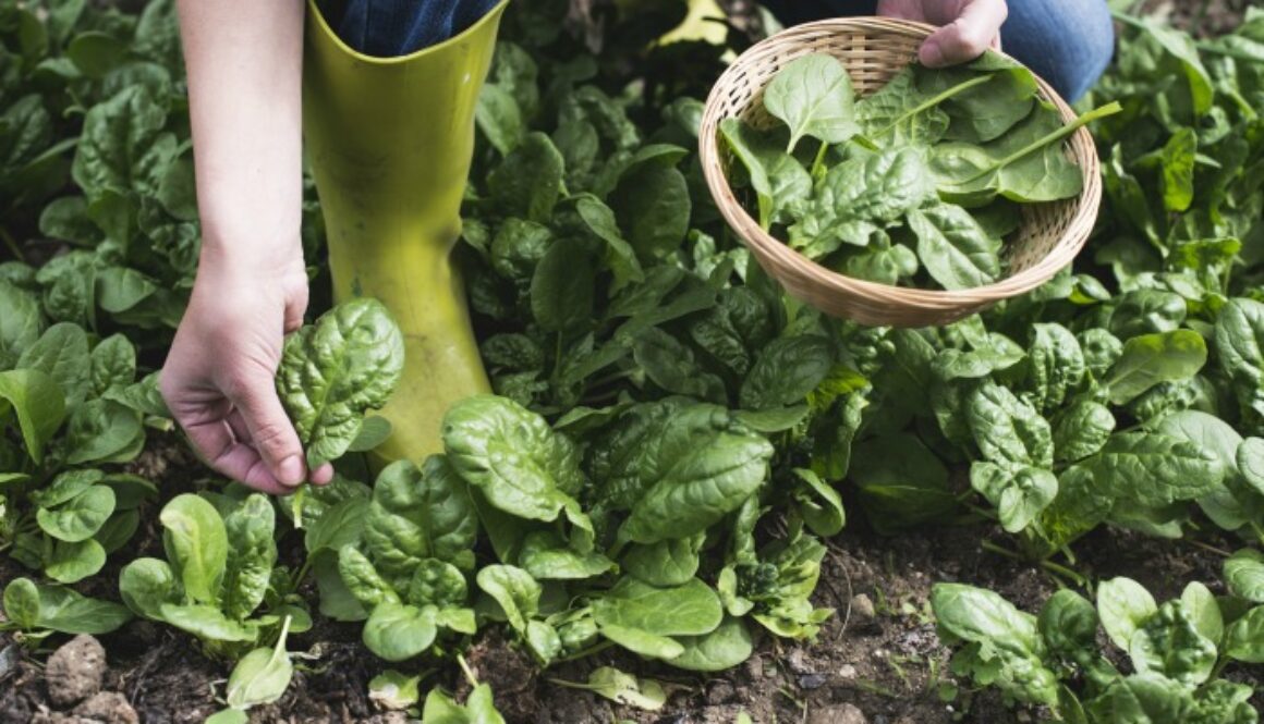Picking spinach in a home garden. Bio spanach.
