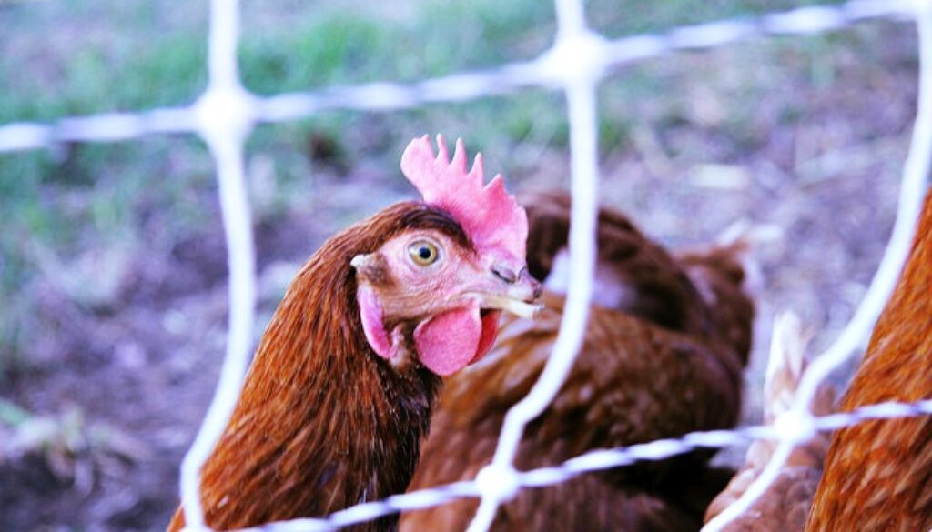 animal welfare