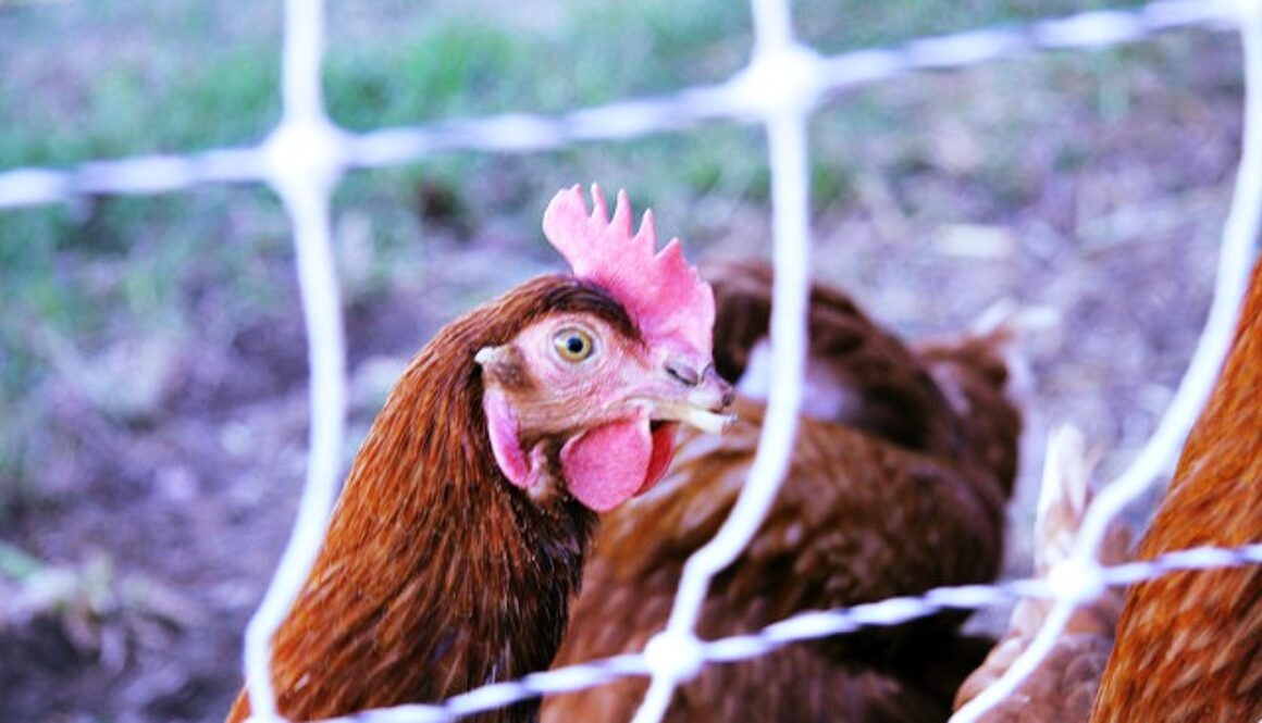animal welfare