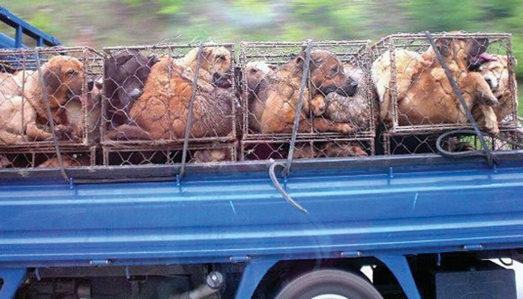 animal welfare institute