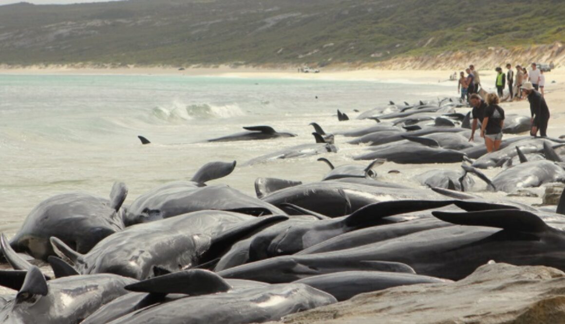 beached whales mass whale death