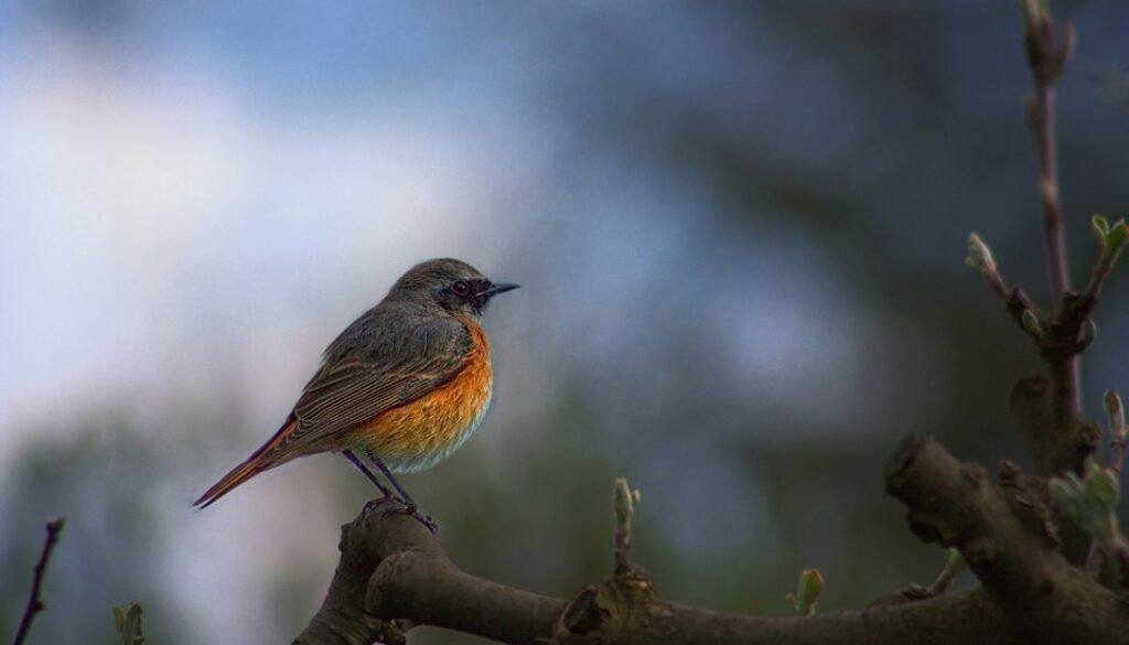 common-redstart-182136_960_720