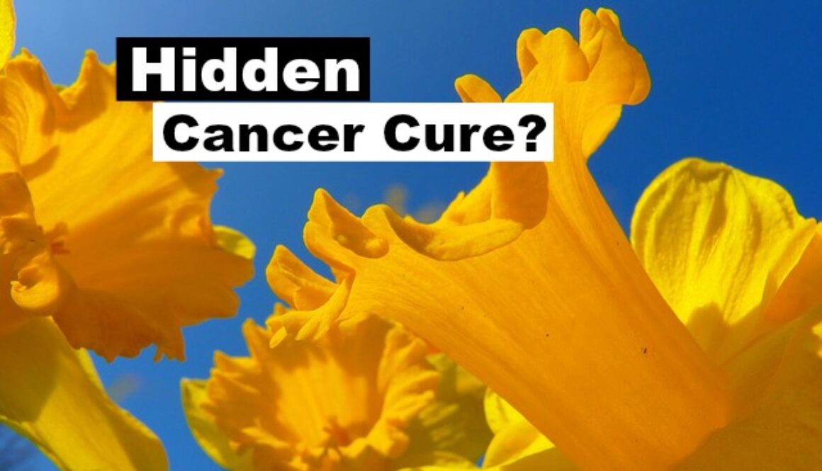 daffodils cancer cure
