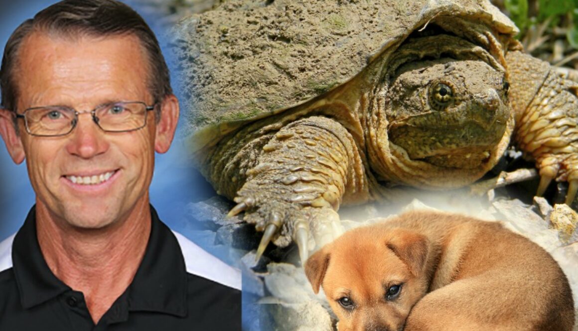 feeding live puppy snapping turtle