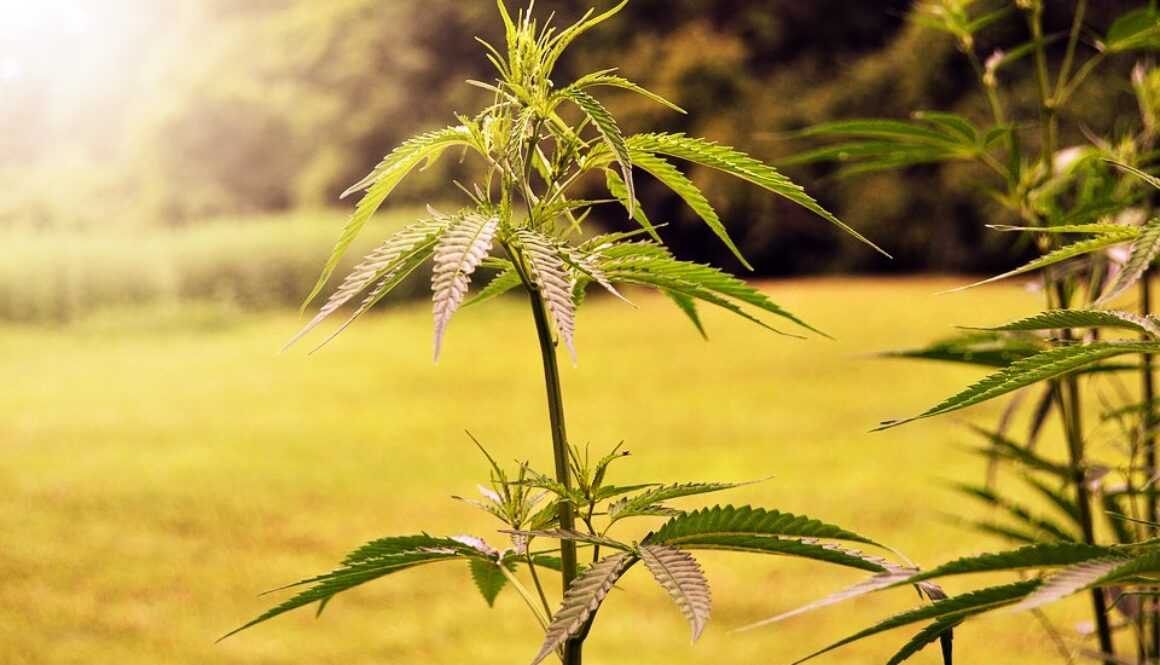 hemp