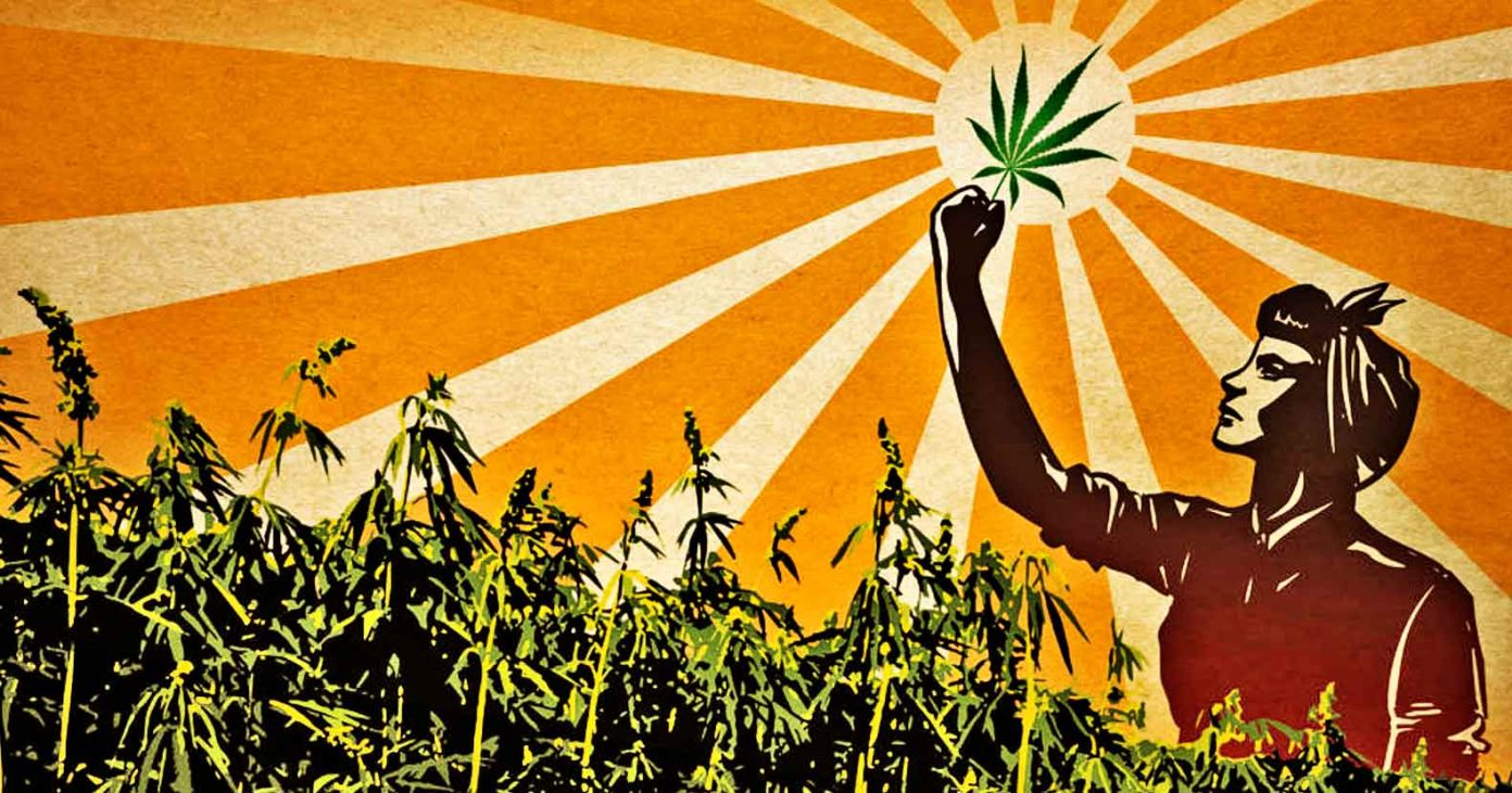 hemp-rev-1392x731 hemp-rev-1392x731