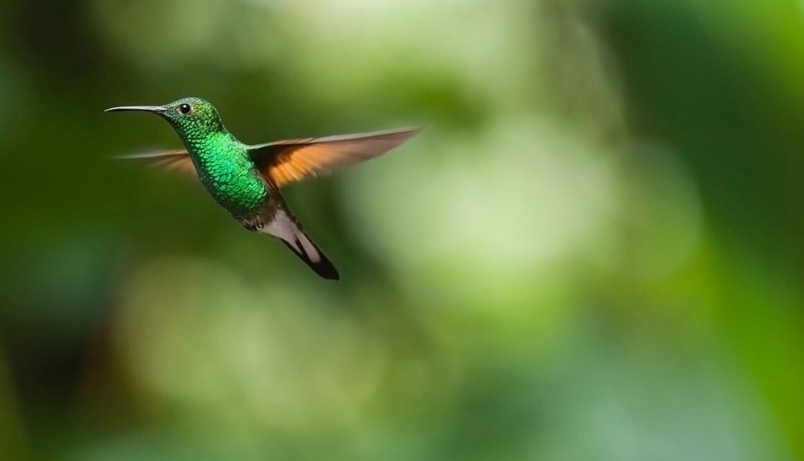 hummingbird-2139278_960_720