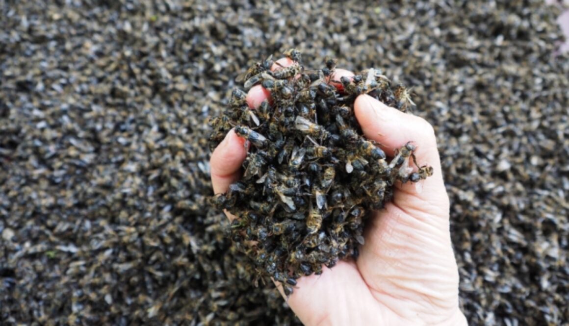 mass bee deaths