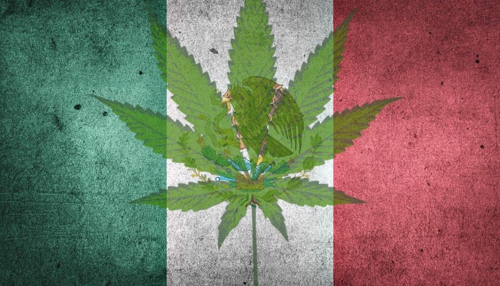 mexico marijuana