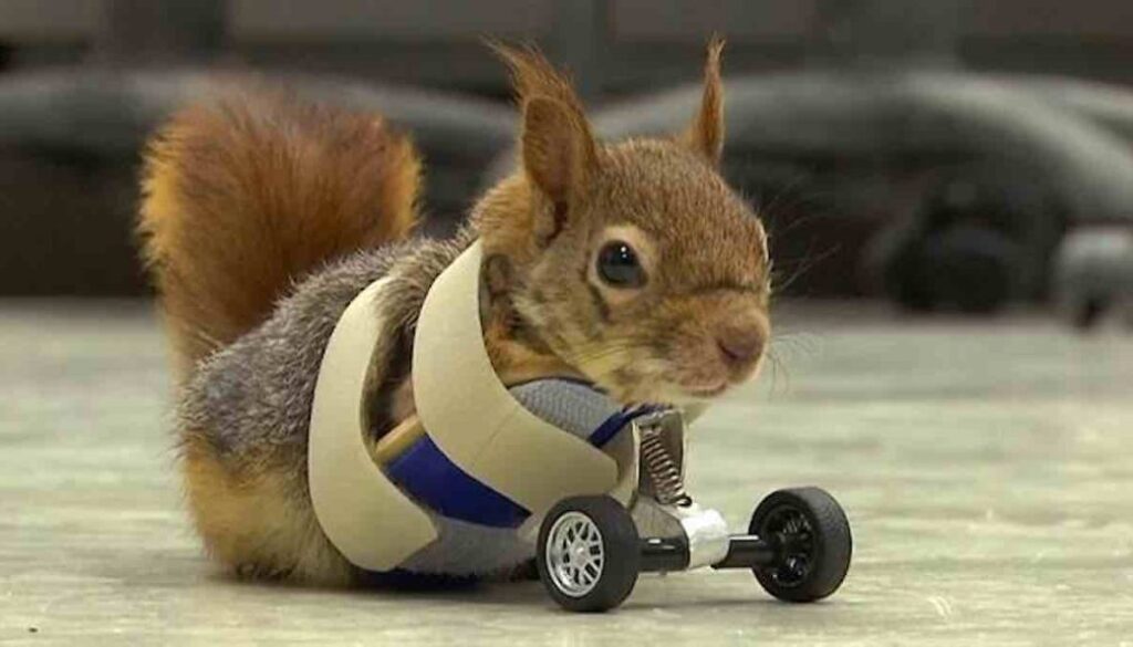 Karamel-the-Squirrel-Nat-Geo-Screenshot