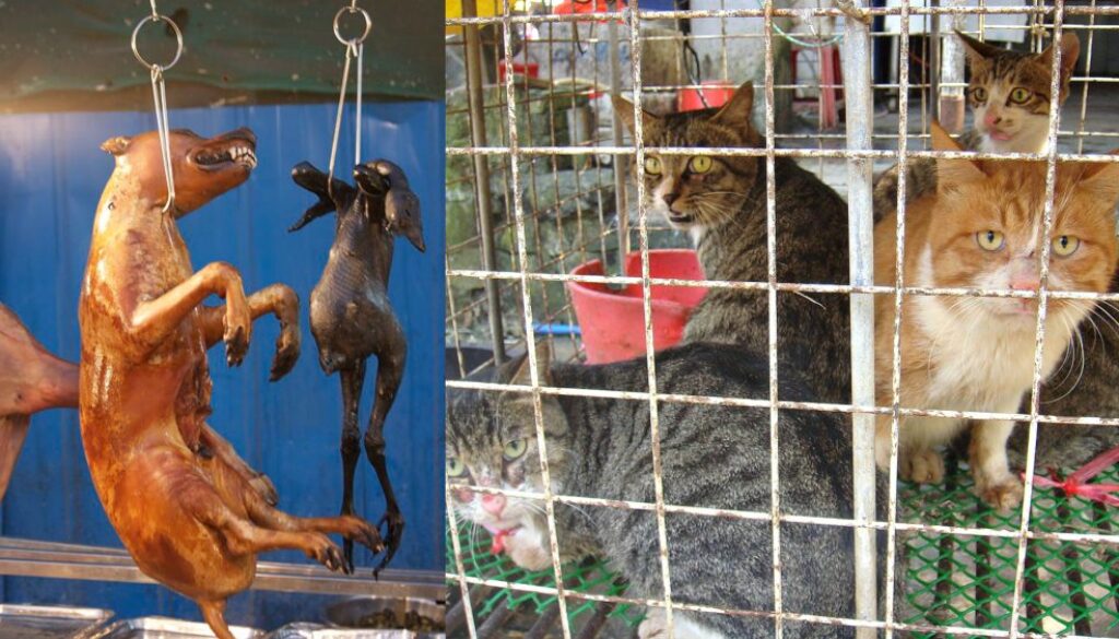 The Dog and Cat Meat Trade in South Korea