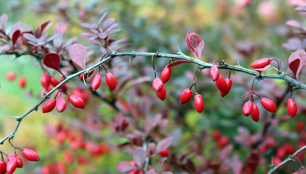 barberry-2824075_960_720