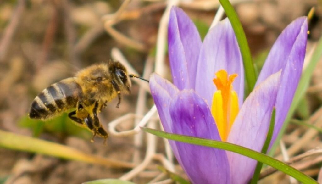 bees