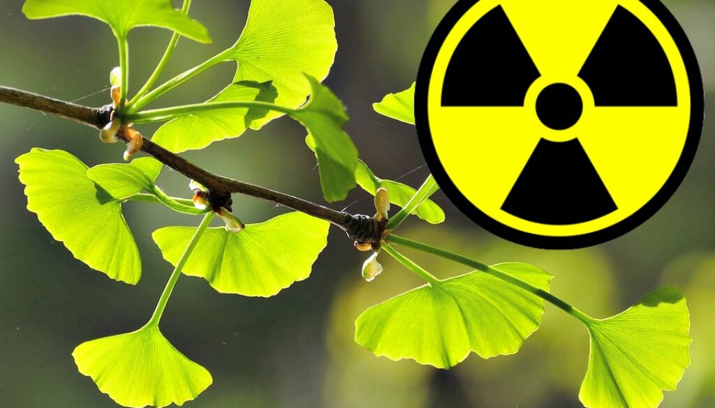 ginkgo radiation