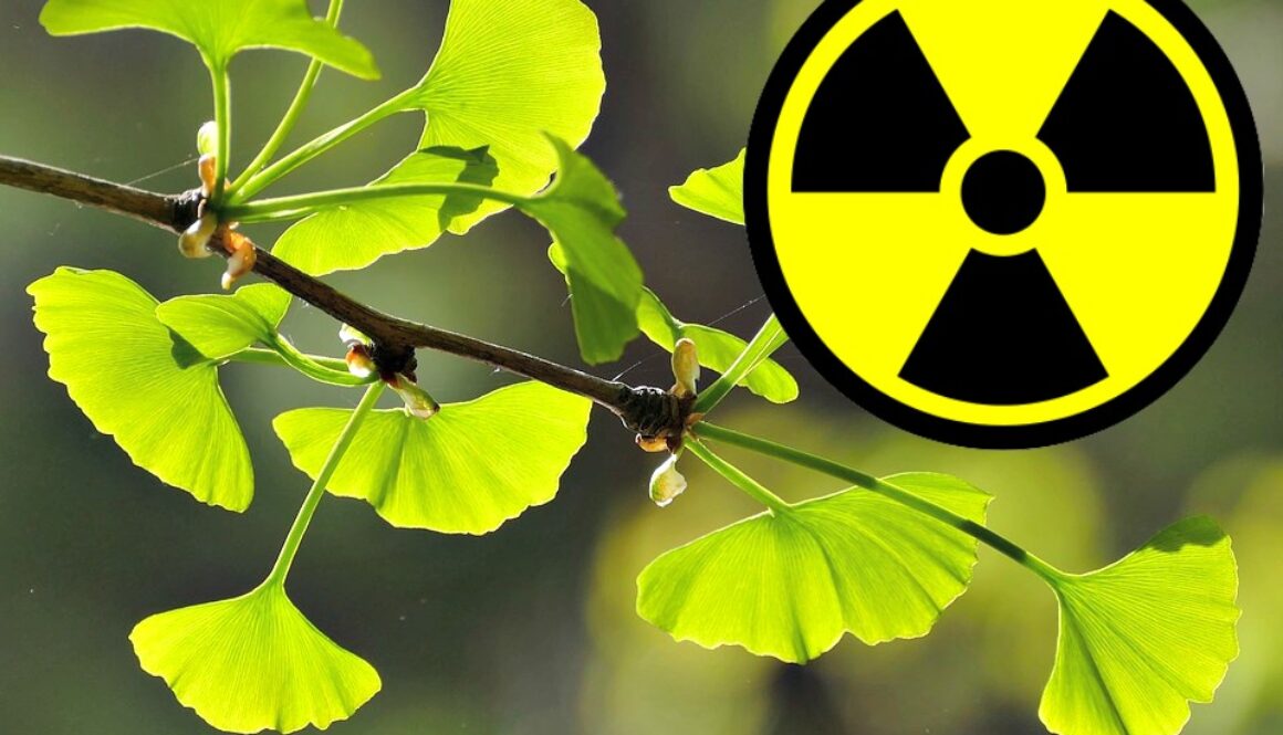 ginkgo radiation