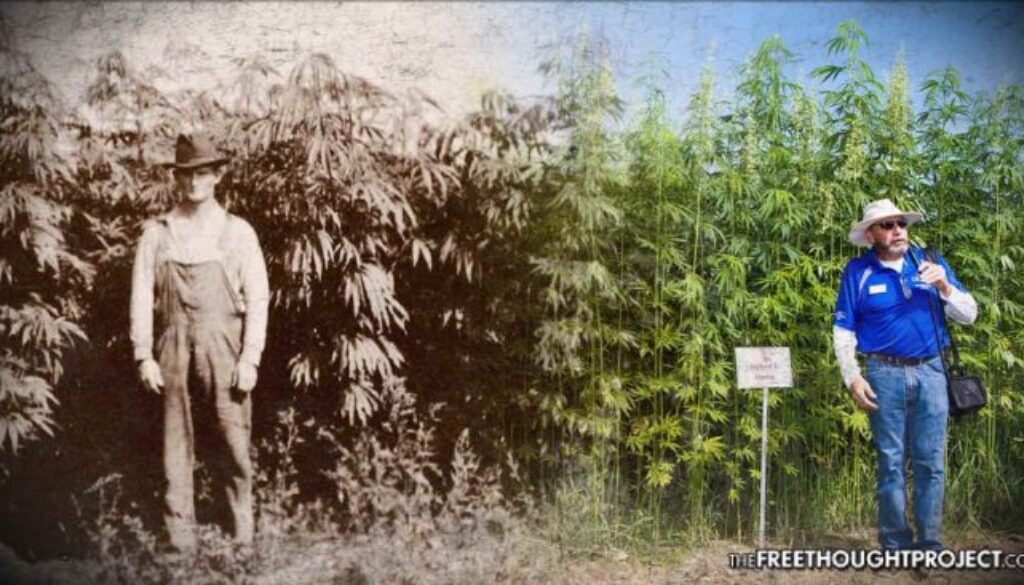 hemp-farming-696x366
