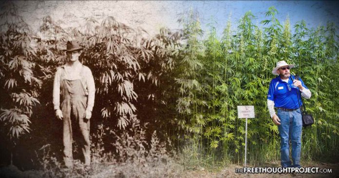 hemp-farming-696x366 hemp-farming-696x366
