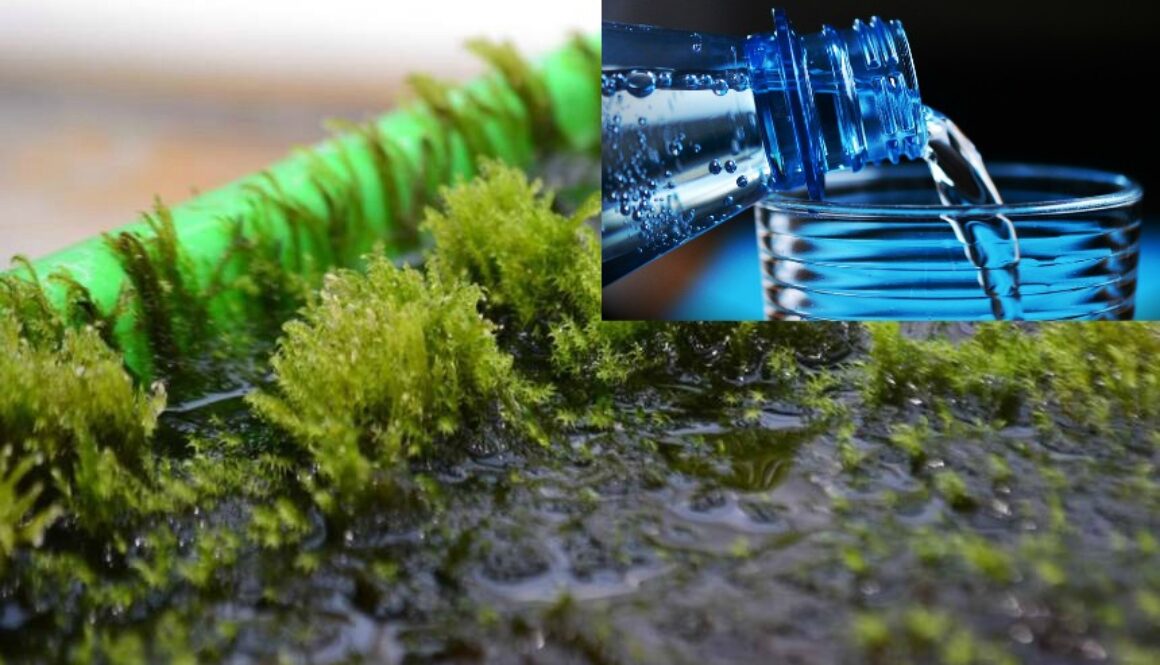 moss-arsenic