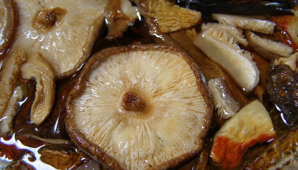mushroom-1555015_960_720