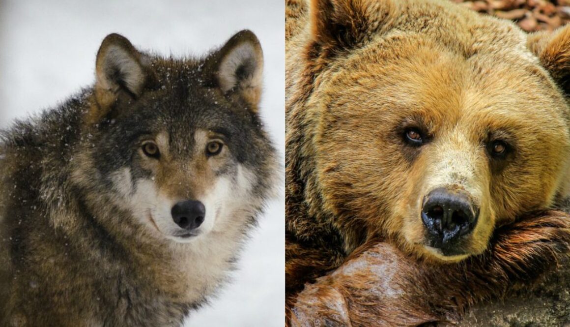 wildlife service killed