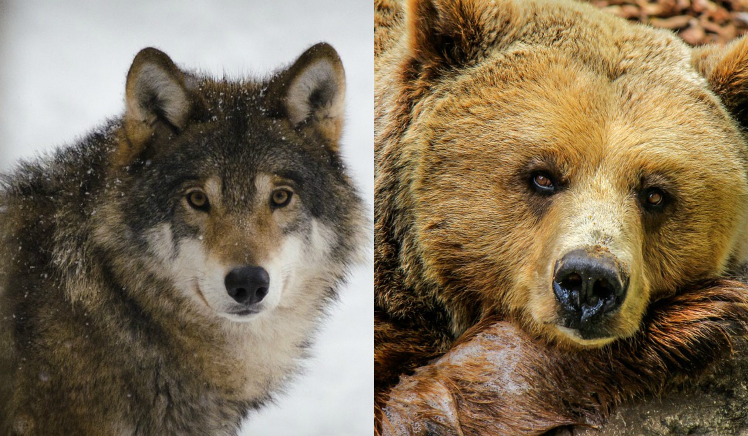 wildlife service killed wildlife service killed