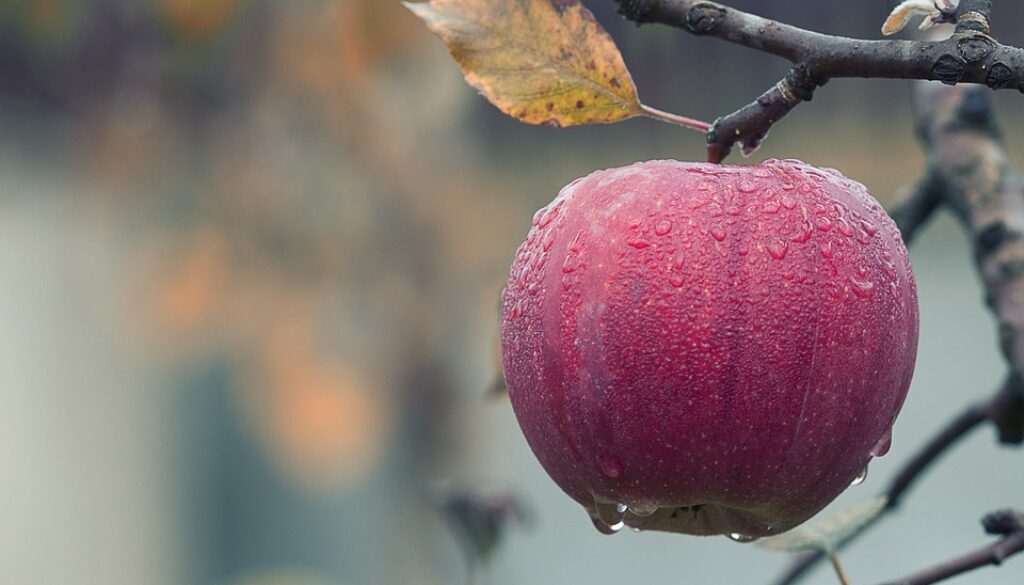 apple-1122537_960_720