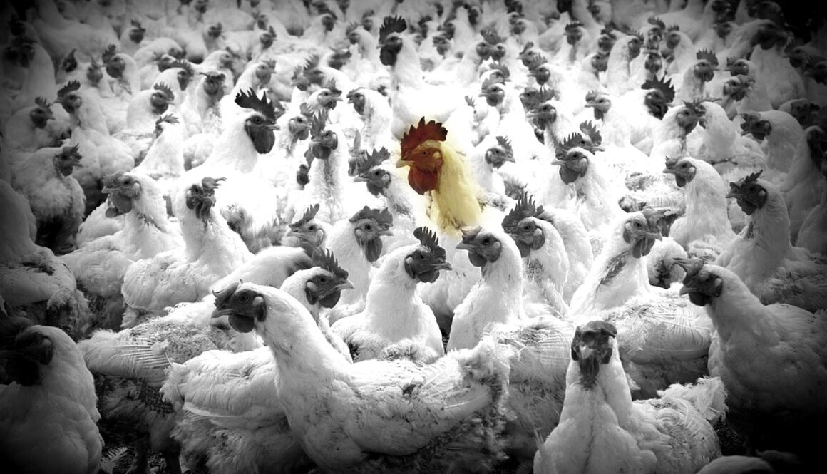 ban factory farms