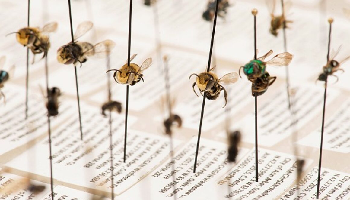 bee-specimens-m-1864