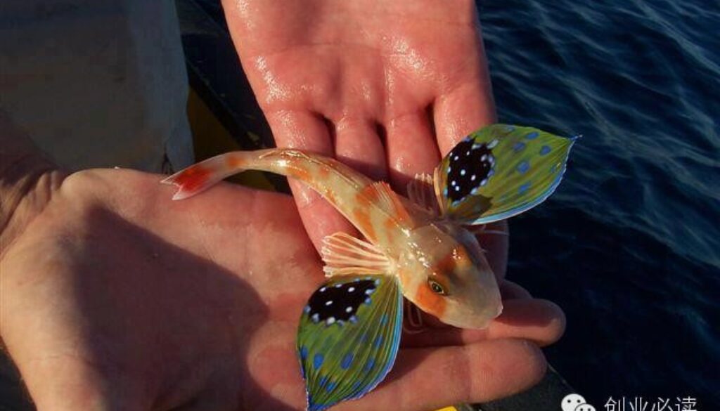 fish electromagnetic