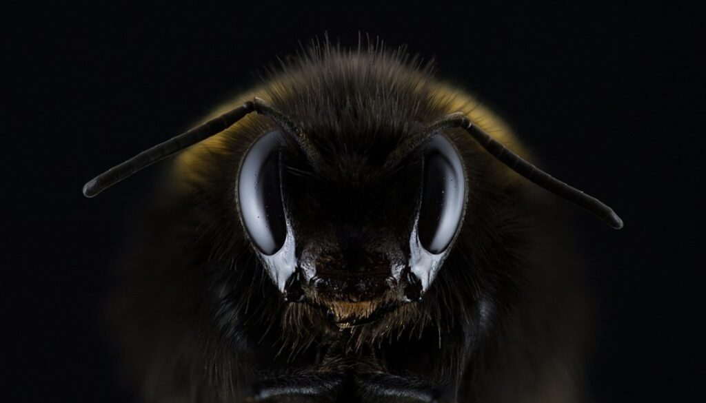 hummel-1353423_960_720