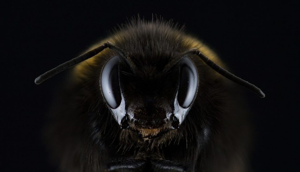 hummel-1353423_960_720