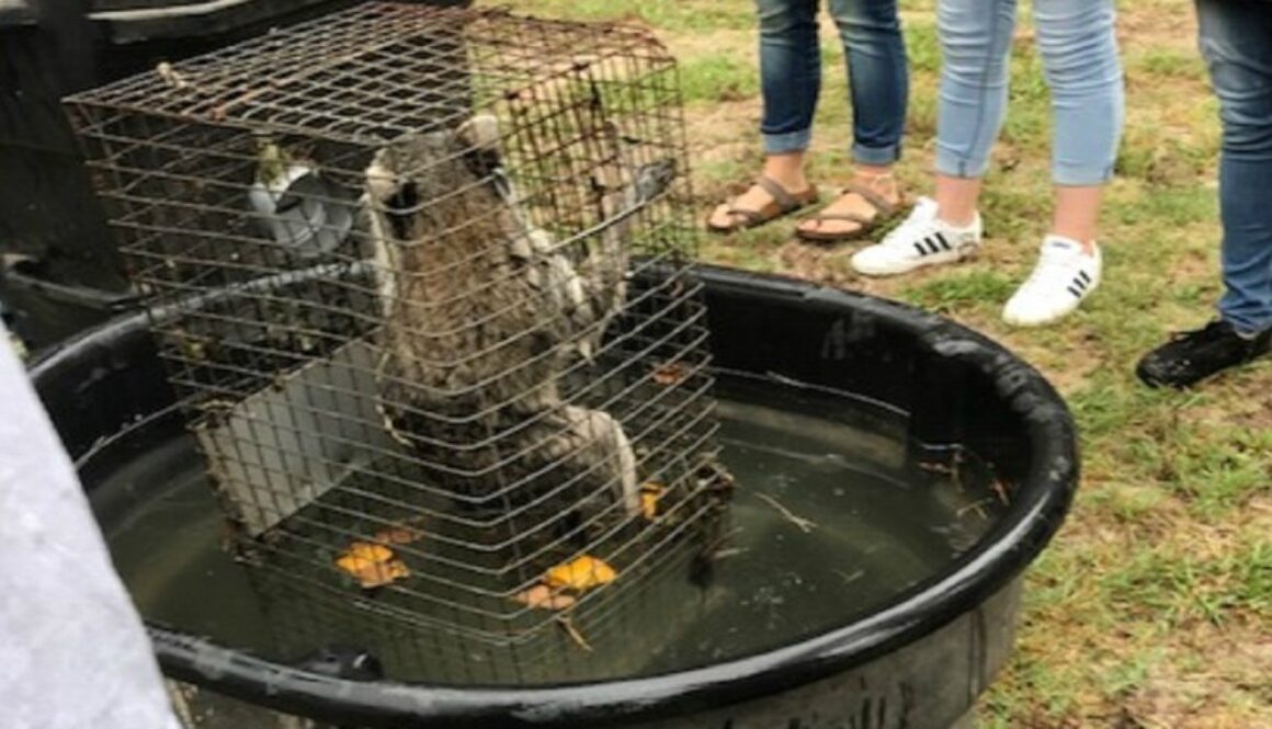 live raccoons