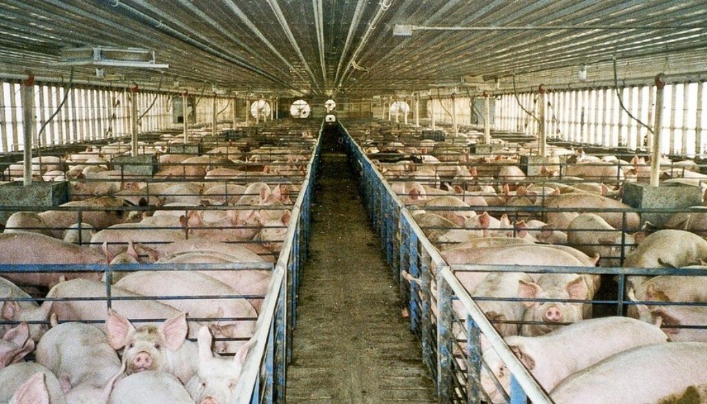 pigs_0