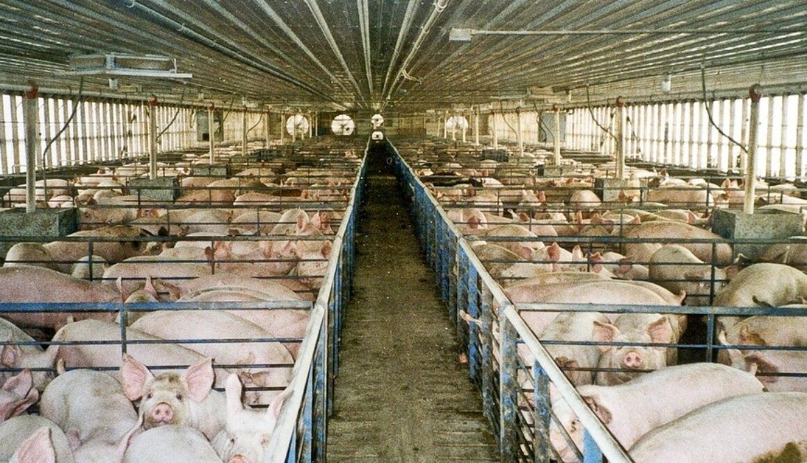 pigs_0