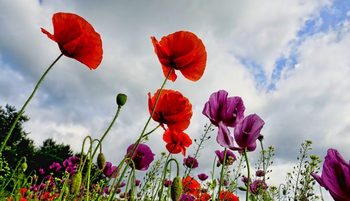poppies-3409873_960_720