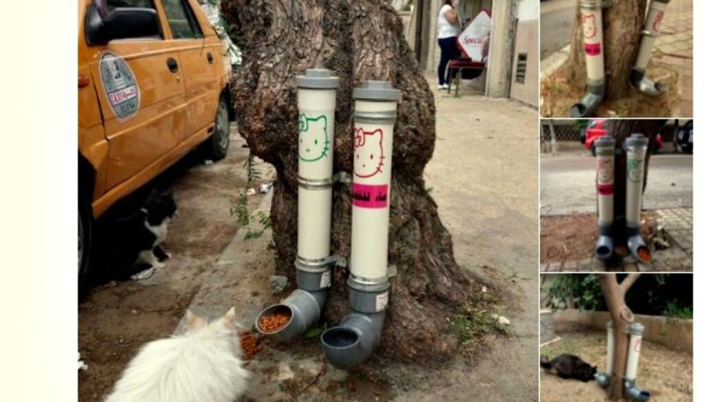 syria cat feeding stations