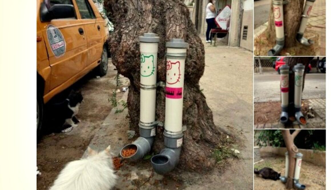 syria cat feeding stations