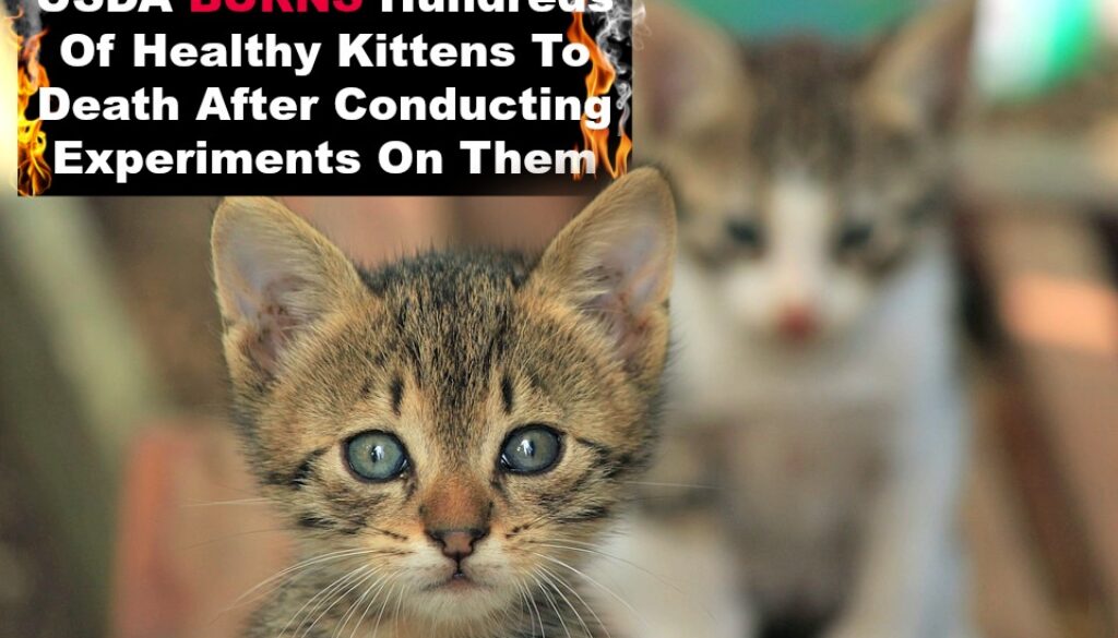 usda burns kittens