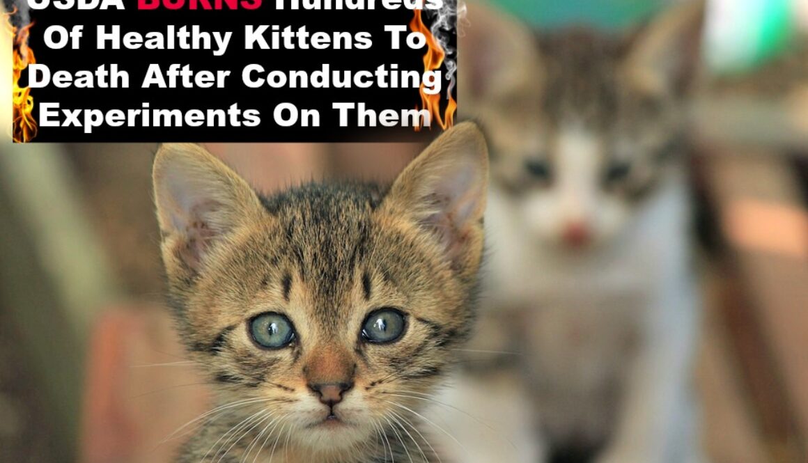 usda burns kittens