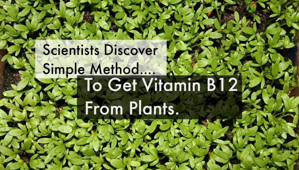 vitamin b12