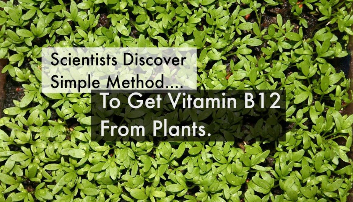 vitamin b12