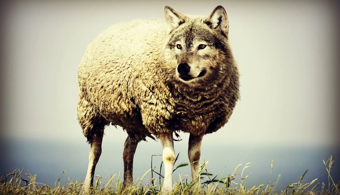 wolf-in-sheeps-clothing-2577813_960_720