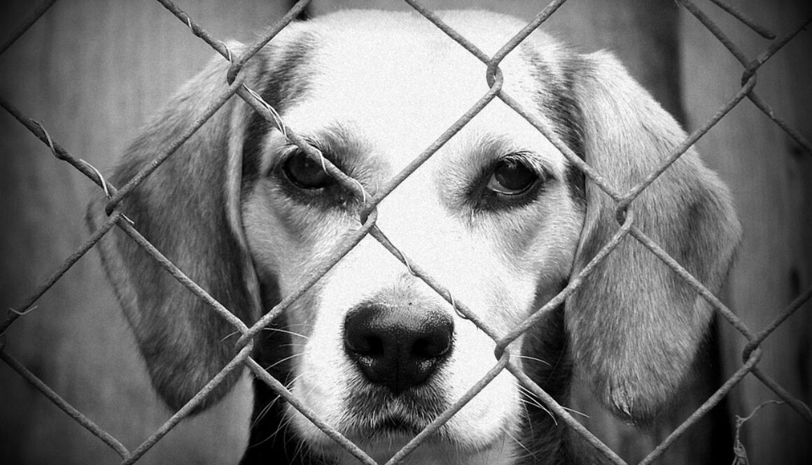 animal testing